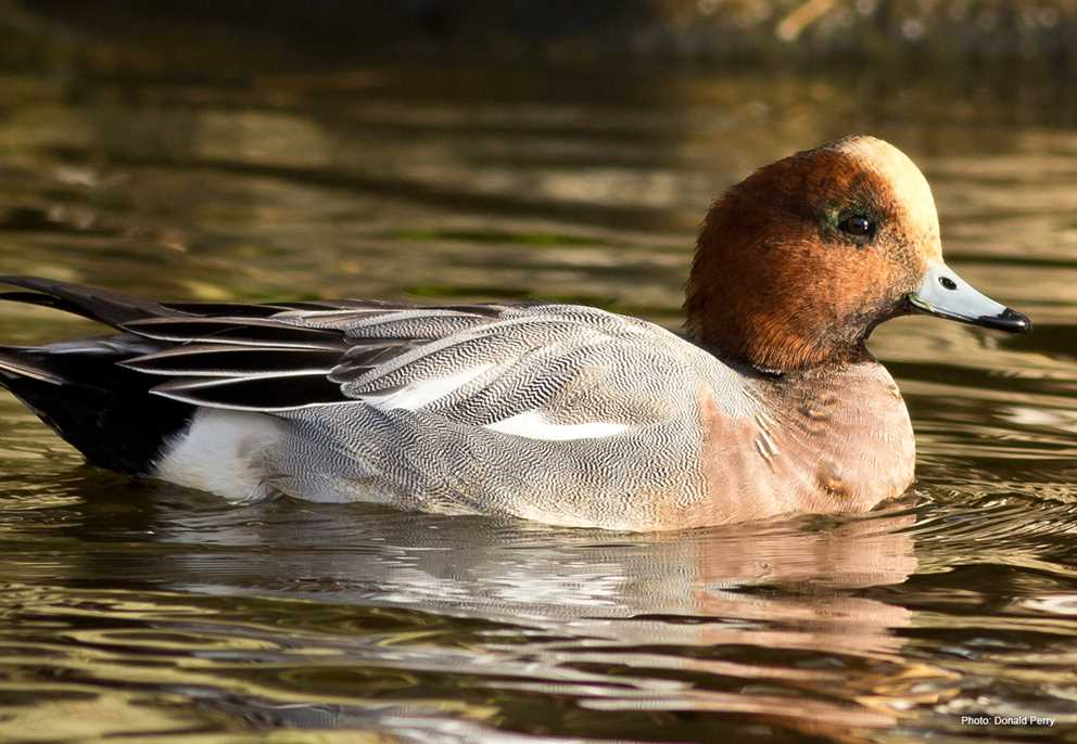 Eurasian Wigeon Ducks Unlimited
